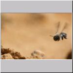 Andrena vaga - Weiden-Sandbiene 15.jpg